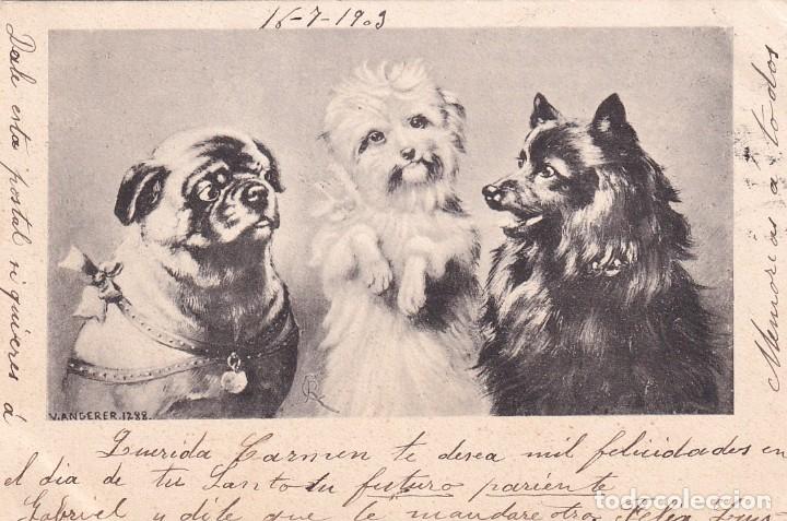 Postais: Bonita postal perros de diferentes razas Serie 45. Reverso sin dividir. Circulada