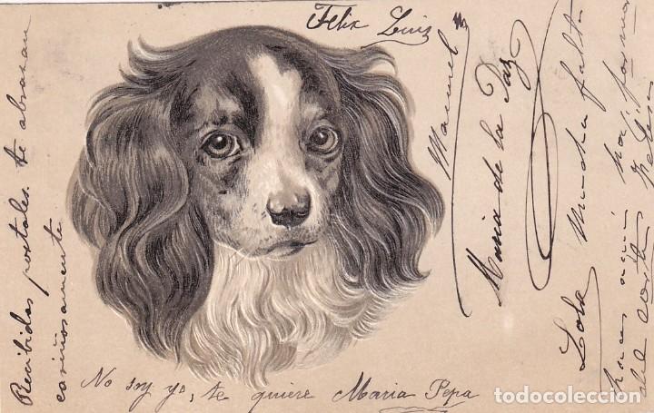 Postais: Postal perro en relieve. Reveso sin dividir. Escrita Sin circular.
