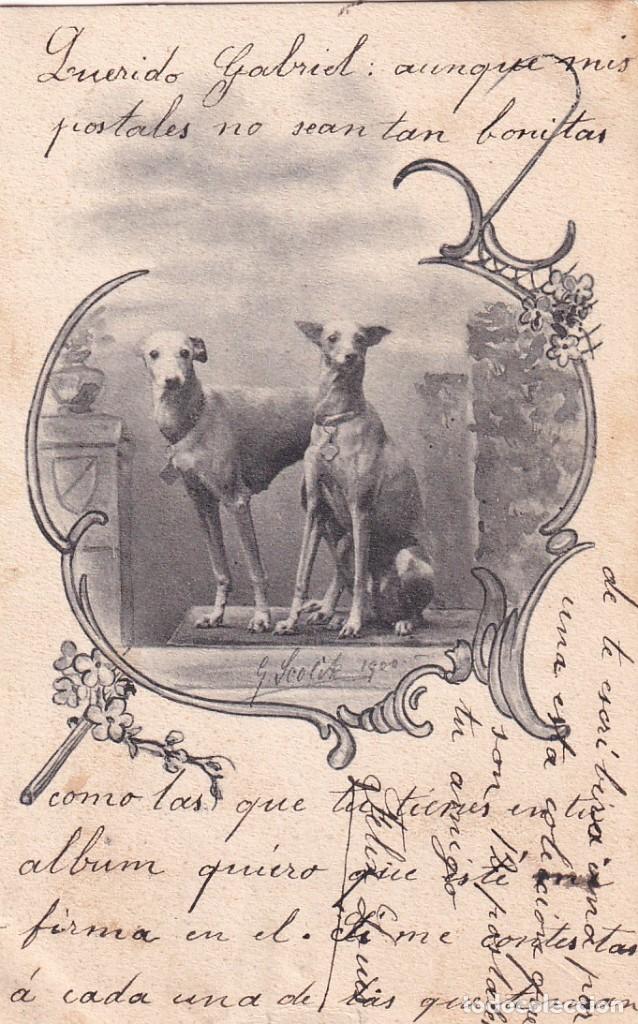 Postales: Postal perros galgos o similar. Reveso sin dividir. Escrita Sin circular.