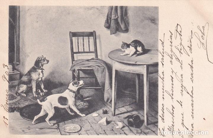 Postais: Postal ilustrada, perros contra gato. Reverso sin dividir. Sin circular. Escrita.