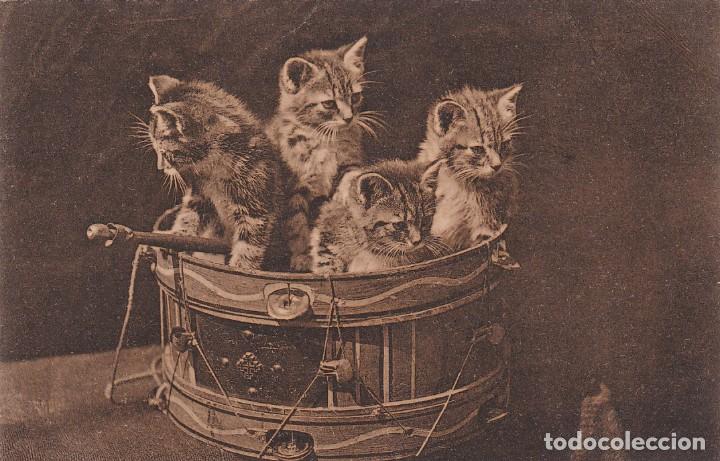 Postales: Postal ilustrada, gatos. Reverso sin dividir. Sin circular.