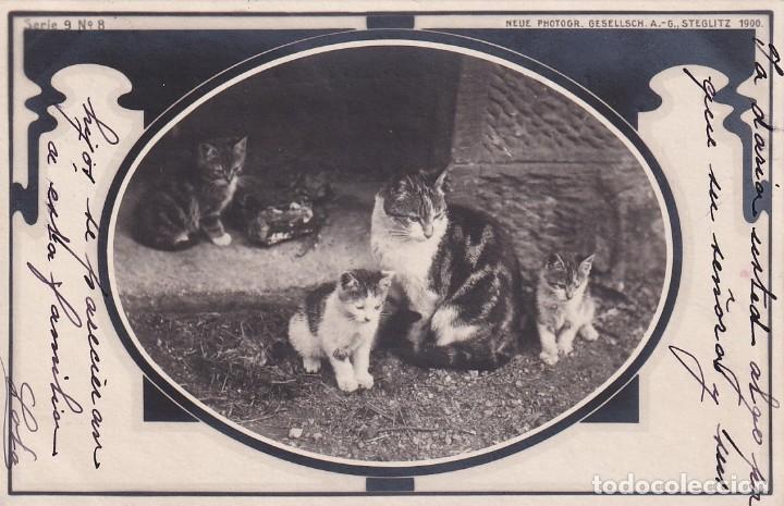 Postales: Postal gatos Serie 9 n&ordm; 8 Neue. Reverso sin dividir. Sin circular. Escrita.