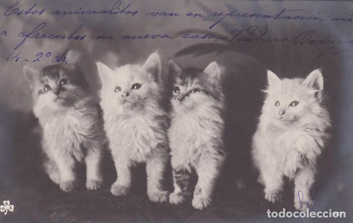 Postales: Postal gatos Reverso sin dividir. Sin circular. Escrita.