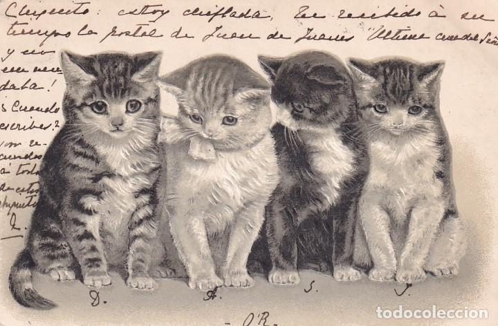Postales: Postal gatitos en relieve. Reverso sin dividir. Circulada.