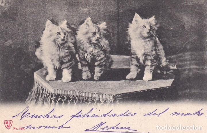Postales: Postal gatos. Reverso sin dividir. Sin circular