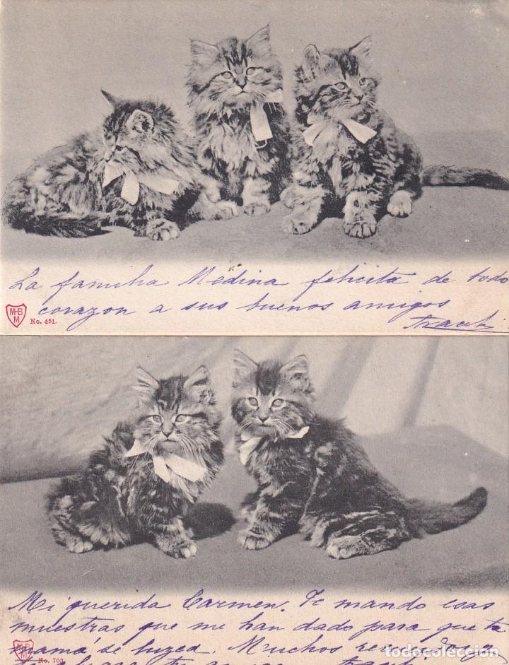 Postales: 2 postales de gatos. Reverso sin dividir. Sin circular