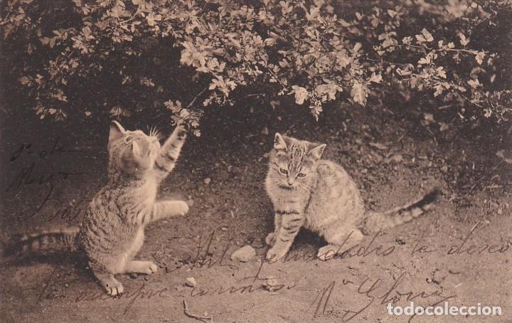Postales: Postal de gatos. Reverso sin dividir. Escrita. Sin circular.