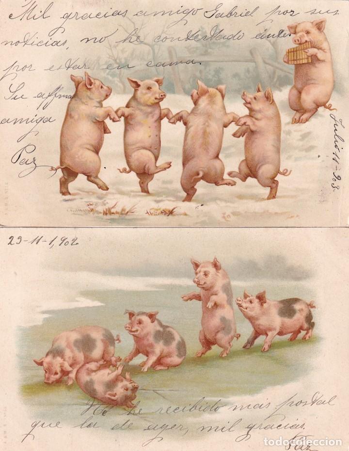 Postais: Lote de 2 postales ilustradas de cerdos. Reverso sin dividir. Circuladas.