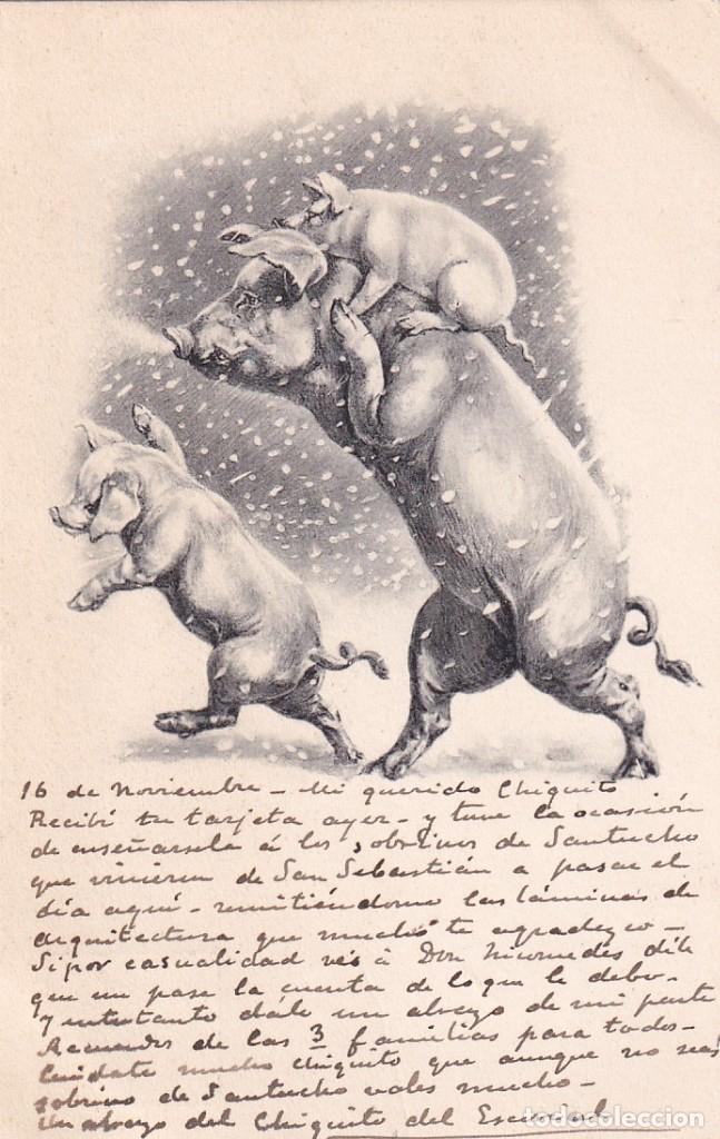 Postales: Postal ilustrada cerdos. Reverso sin dividir. Circulada