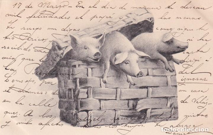Postales: Postal ilustrada cerdos. Reverso sin dividir. Sin circular BKW I