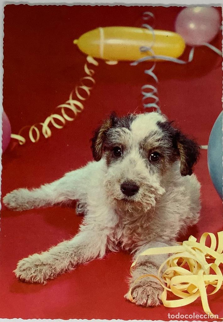 Postcards: Postal alemana de perros. Kr&uuml;ger. Escrita.