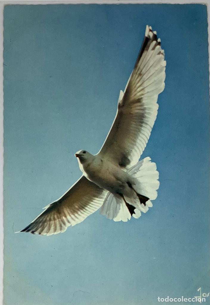 Postcards: POstal de aves. Francesa. Gaviota arg&eacute;ntea. Oiseaux de Bretagne. Circulada 1969.