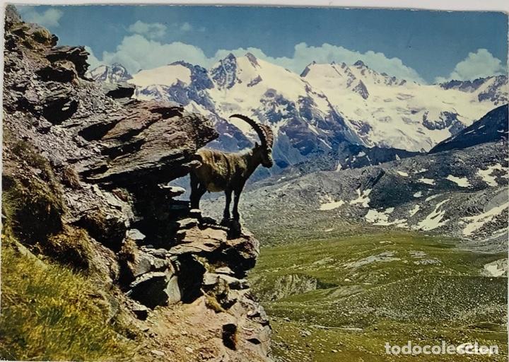 Postcards: Animales de monta&ntilde;a. Majjestueux le bouquetin. Escrita.