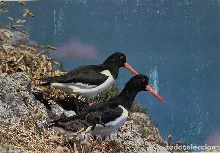 Postcards: POSTAL AVES Oiseaux des Sept Iles Huitriers pies. Sello y bonito matasello 1991.