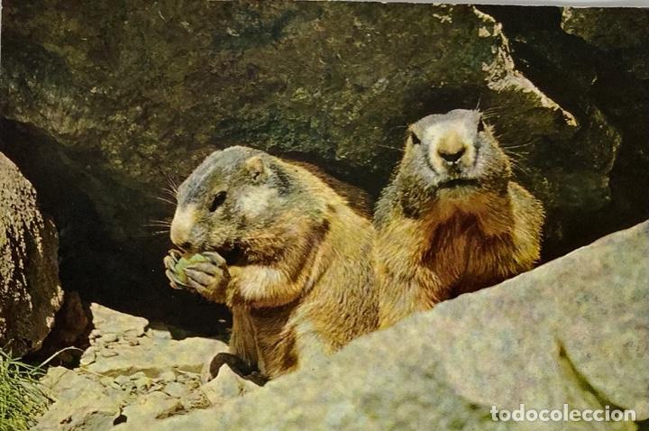 Postcards: Postal de marmotas, Murmultiere. Escrita a&ntilde;os 60