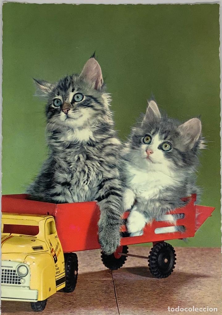 Postcards: POSTAL DE GATOS, GATITOS. ESCRITA A&Ntilde;OS 60.
