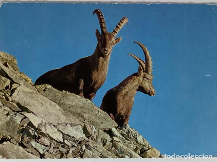Postales: Postal de cabras montesas. Seinbucke. Circulada Suiza 1965
