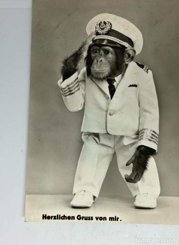 Postcards: POSTAL MONO PILOTO, CHIMPANC&Eacute;. SUIZA, circulada a&ntilde;o 1966, sin sello.