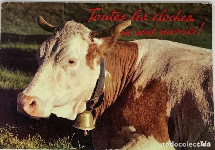 Postales: POSTAL VACA. Circulada en Francia Epinal 1974 - Foto 1