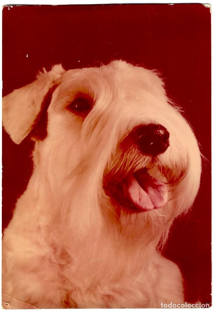 Postcards: AMATA - Sealyham terrier - Campe&oacute;n Internacional - Postal Polaca 1989 - 170x110mm.