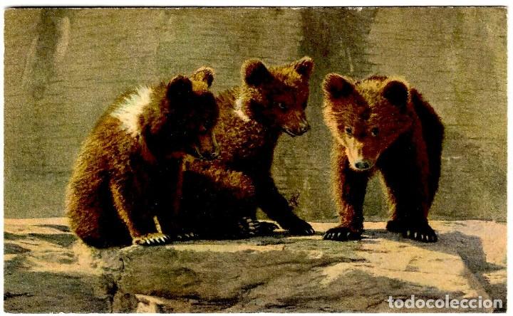Postcards: Oseznos de oso pardo - Ed. Stehli - Suiza - Postal 139x90mm