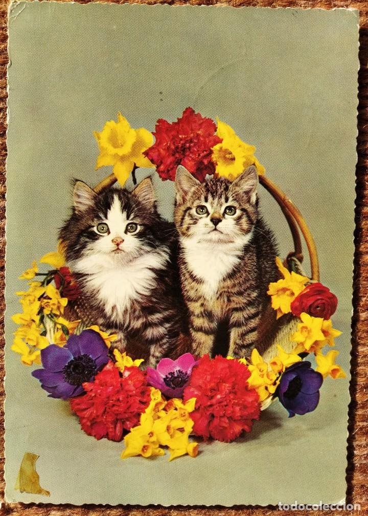 Postcards: GATOS - GATITOS EN CESTA
