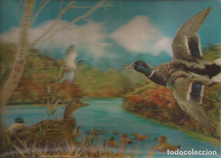 Postcards: X892 - Postal Lenticular 3D / Fauna silvestre / Aves Patos - circulada 1970'