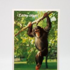 Cartes Postales: POSTAL 650 - ¡ESTOY COLGAO! - CHIMPANCÉ - ANIMALES. Lote 303016893