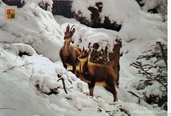 Postales: Valls D'Andorra. 6383 Isards a la neu. Escudo de Oro. Nueva. Color