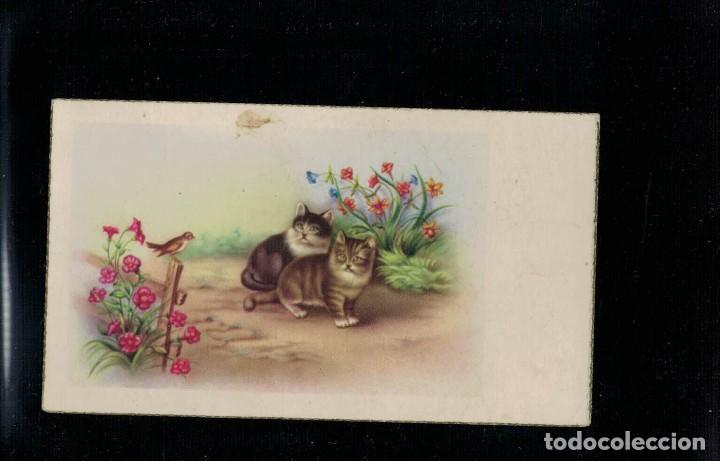 Cartes Postales: Estampa Gatitos flores p&aacute;jaro