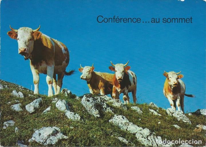 Cartes Postales: TARJETA POSTAL. NUEVA. SIN CIRCULAR. CONFERENCIA EN LA CUMBRE. VACAS. FAUNA. HUMOR.
