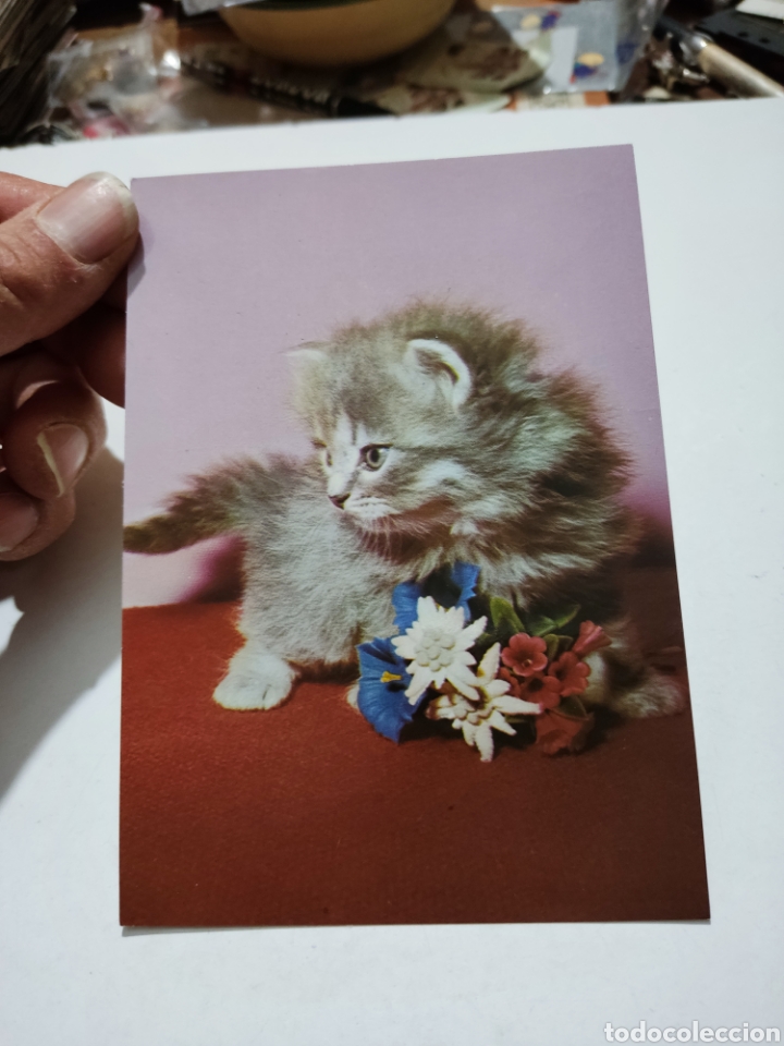 Postales: Postal Gato flores