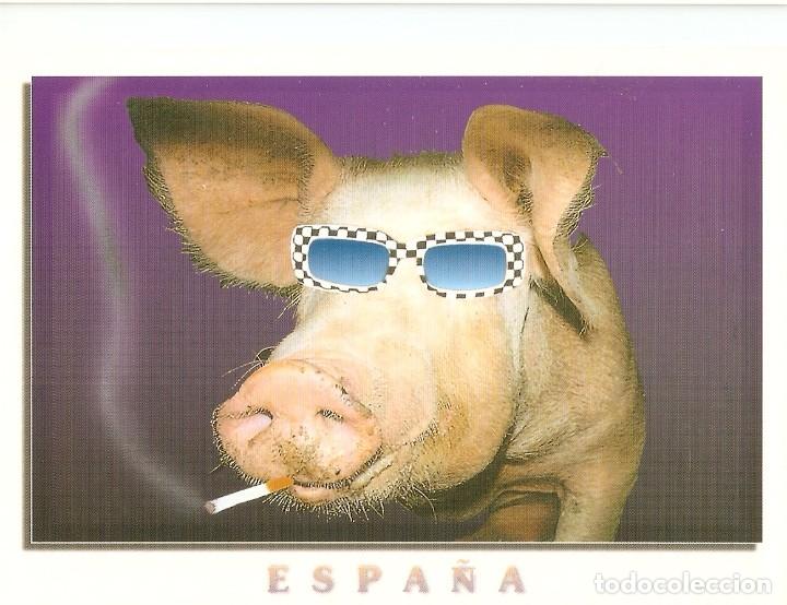 Cartes Postales: POSTAL CERDO - EDICIONES 07 - 347