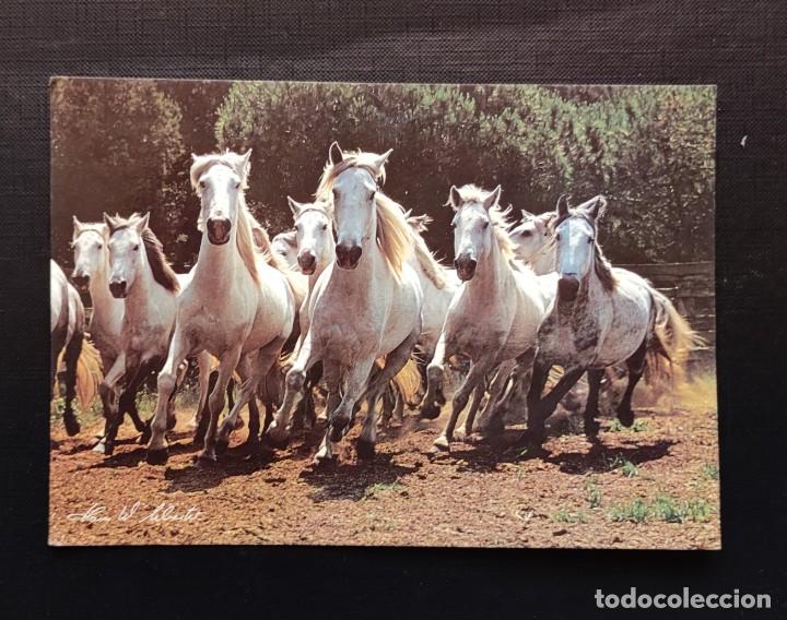 Postales: GRUPO DE CABALLOS BLANCOS AL GALOPE.SIN CIRCULAR. 17X12CM.ZZC