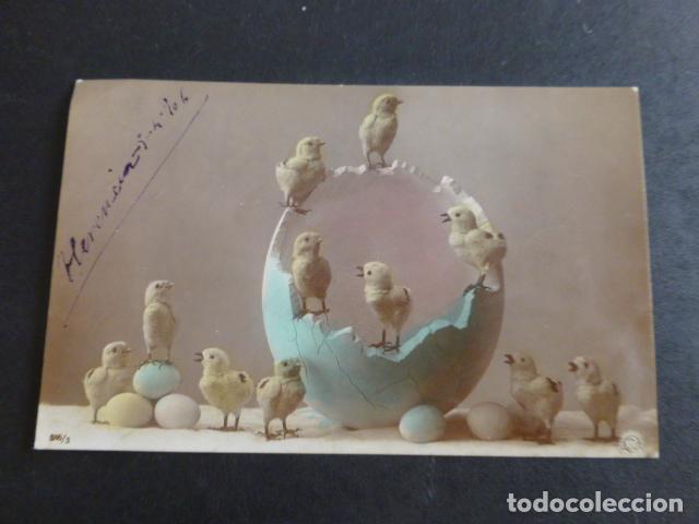 Postales: POLLITOS Y HUEVO POSTAL - Foto 1