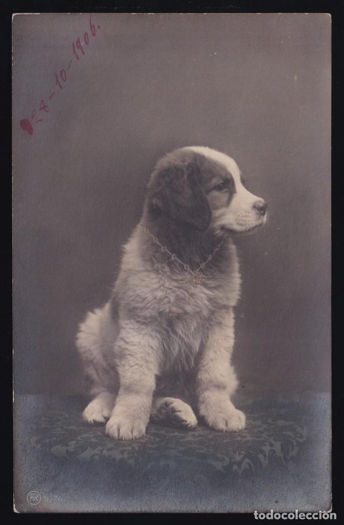 Postales: *Perro* Circulada 1906.