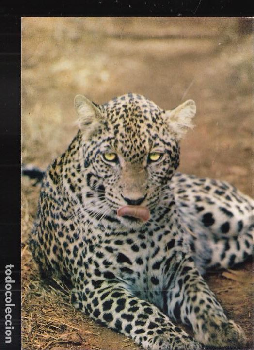 Postales: African wild life series. Leopard. - Foto 1