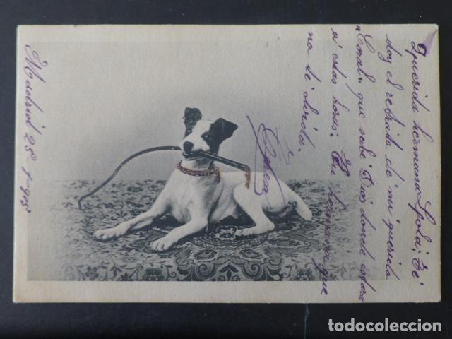 Postales: PERRO CON FUSTA POSTAL - Foto 1