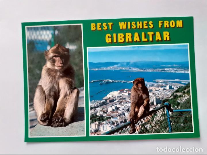 Postales: POSTAL - GIBRALTAR - MONOS DE ROCA - S/C - Foto 1