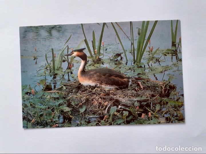 Postales: POSTAL - P&Aacute;JARO - GREAT CRESTED GREBE - S/C - Foto 1