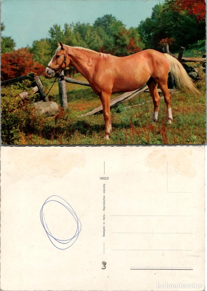 Postcards: Postal Italiana de un Caballo - No consta ni raza, ni fot&oacute;grafo - Ed. 3D n&ordm; 1852/3 - 149x103mm.