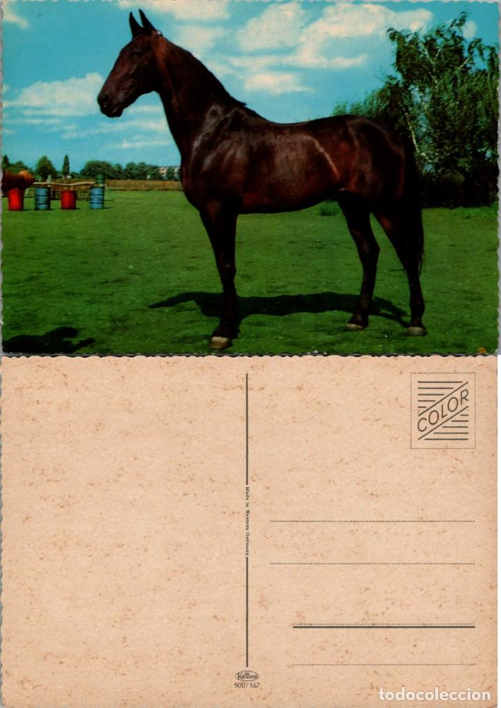Postcards: Postal Alemana de un Caballo - No consta ni raza, ni fot&oacute;grafo - Ed. Kruger n&ordm; 900/167 - 146x102mm.