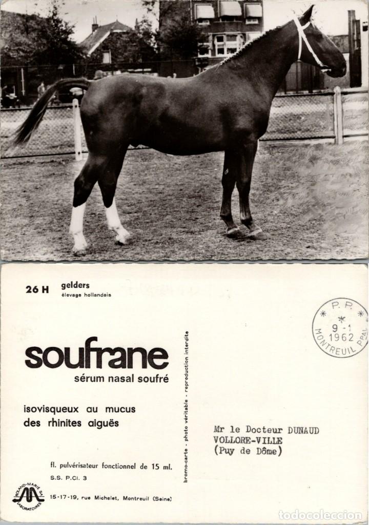 Postcards: Caballo &rdquo;Gelders&rdquo; - &Eacute;levage hollandais (Cr&iacute;a holandesa) - Rev. Pub. Soufrane - 151x105mm.