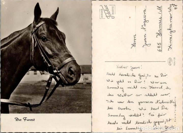 Postcards: Postal alemana de caballo: Der favorit (El favorito) - Ed. Amag n&ordm; 9204/23