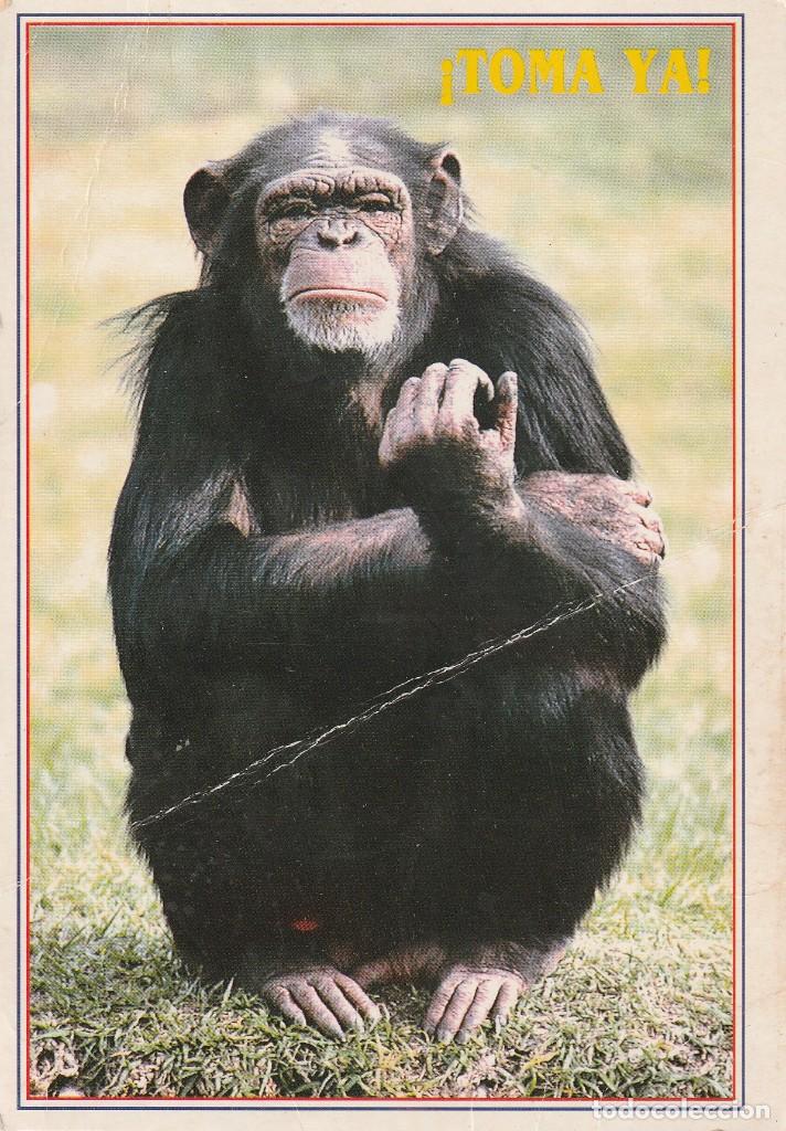 Postales: 1 &Agrave;NTIGUA POSTAL - MONO CHIMPACE - Foto 1
