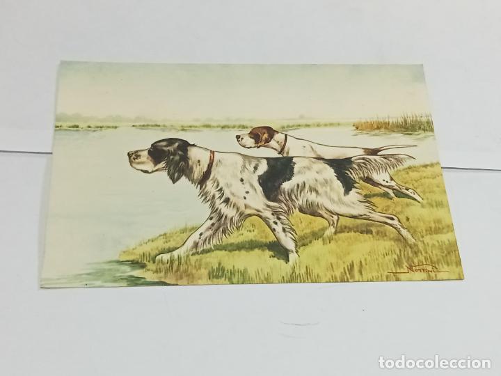 Postais: TARJETA POSTAL. ANIMALES. PERROS DE CAZA. EPAGNEUL BRETON. 101/2. VER