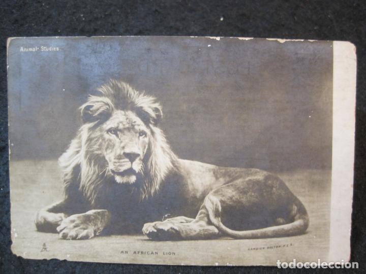 Postais: LEON-AN AFRICAN LION-FOTOGRAFICA-POSTAL ANTIGUA-(89.322)