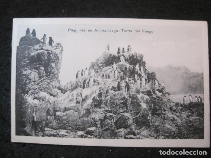 Postais: PINGUINOS EN ALMIRANTAZGO-TIERRA DEL FUEGO-POSTAL ANTIGUA-(89.379)