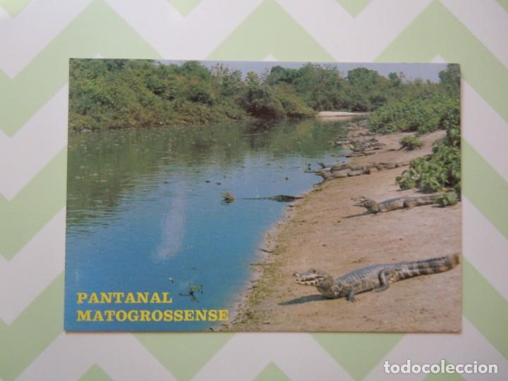 Postais: Postal de Jacar&eacute;s en Pantanal Matogrossense, Brasil