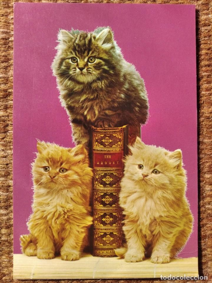 Postales: GATOS